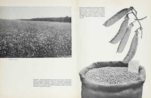 Зерновое хозяйство. [Фотоальбом] / Сост. А.Е. Иванов, Г.Д. Каплан, Е.А. Коган, Е.И. Ляшенко; худож. оформ. Н.А. Шишловского. М.: ОГИЗ «Сельхозгиз», 1940.